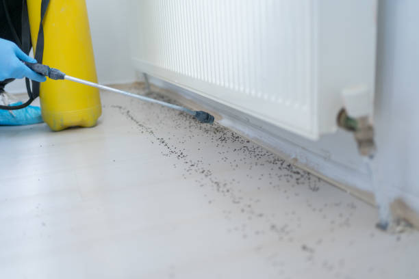 Best Termite Control Services  in Wilsonville, AL